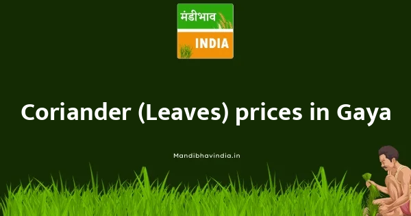 Coriander (Leaves) price